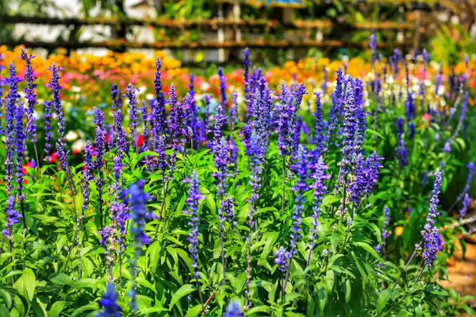 Salvia divinorum plant with purple flowers